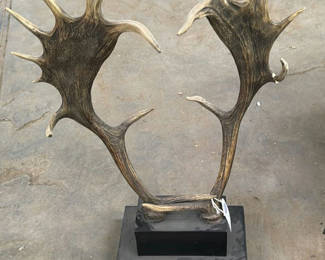 Lot 18: Mounted Moose Antlers Display