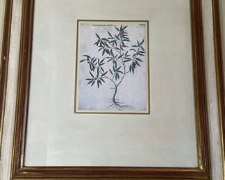Lot 351: Framed Botanical Print