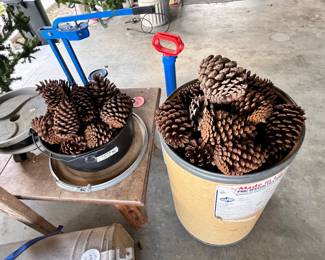 LOTS OF PINECONES FOR CRAFTING
