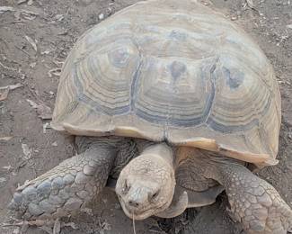 Dino info: 10-15 years old Girl? 150-200 pounds