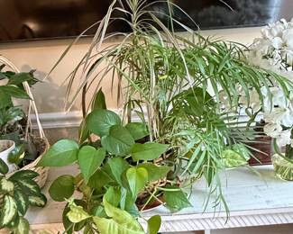 Mixed Tropical Houseplant Arrangement in Wicker Basket