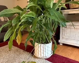 Large Peace Lily (Spathiphyllum) in Ceramic Planter