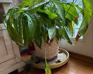 Large Peace Lily (Spathiphyllum) in Woven Basket with Plant Caddy