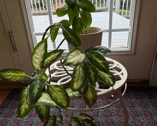 Dieffenbachia Houseplant in Ceramic Pot
