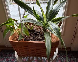 Longaberger Woven Wood Basket Planter with Dracaena and Pothos