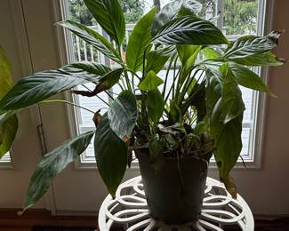 Spathiphyllum (Peace Lily) in Decorative Metal Plant Stand