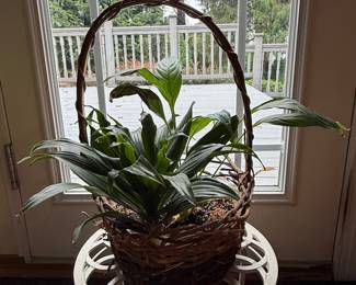 Woven Willow Basket Planter with Peace Lily Plant