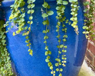 Large Glazed Cobalt Blue Ceramic Garden Planter with Creeping Jenny