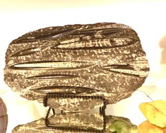 Orthoceras fossil