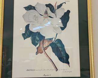 Magnolia Framed Print And Decor