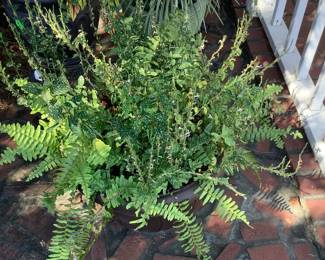 Pot of real ferns