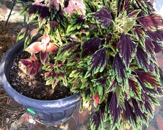 Beautiful pot of real plants.