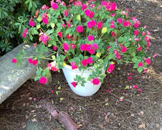 Cement bench with real pot of inpatients.