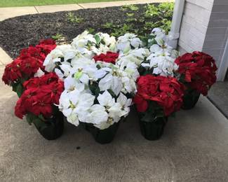 Poinsettia Passion