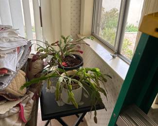 Plants 