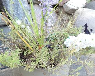 GREY PLANTER