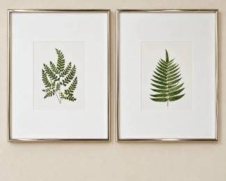 Framed Fern Botanical Diptych