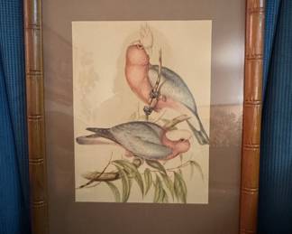 Vintage John Gould 'Cacatua Eos' Lithographic Print