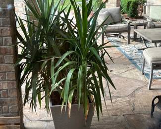 Dracaena Tarzan in Tapered Planter
