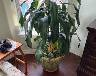 Dracaena fragrans Corn Plant in Ceramic Planter