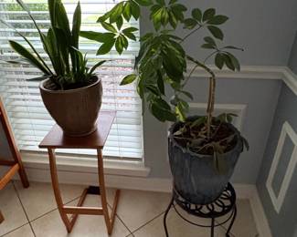 MidCentury Modern Style Teak Plant Stand with Schefflera Arboricola Plant