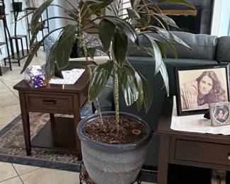 Cordyline fruticosa Ti Plant in Ceramic Planter