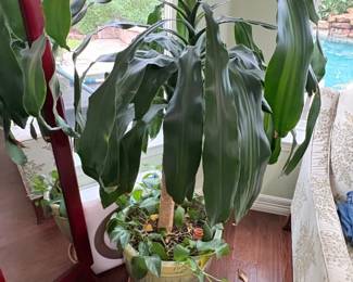 Dracaena fragrans Massangeana Corn Plant in Glazed Ceramic Planter