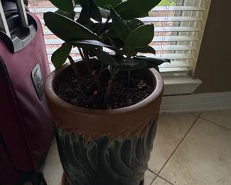 Glazed Ceramic Planter with Ficus Elastica