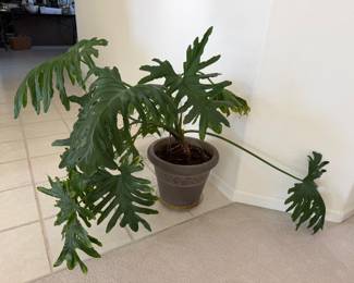 Live plant
