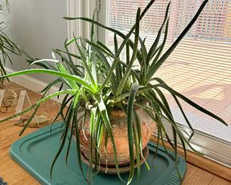 Aloe Vera Plant in Terracotta Planter