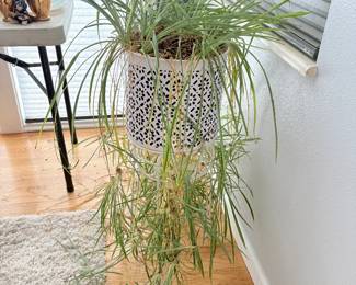 Spider Plant in Metal Planter
