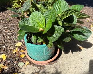 Planter