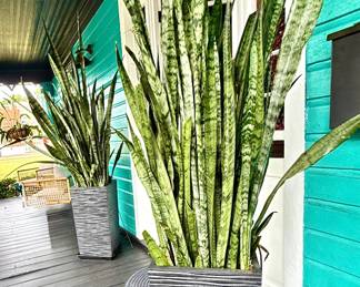 #52 - $160 each - One of two planters plastic 14x14x78T incl. plant Snake plant