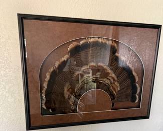 Taxidermied turkey tail in professionally framed shadow box