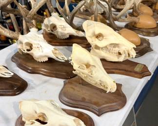 Skulls and Mounts