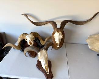 Skull Wall Mounts