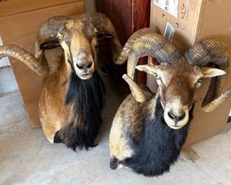Wall Mounts