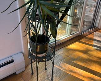 Plants are for sale 