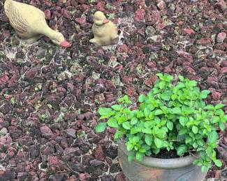 Pottery, plants, and yard art