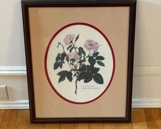 231 175x215framedbotanicalprint