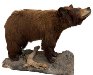 Taxidermy Bear Mount on Naturalistic Base
