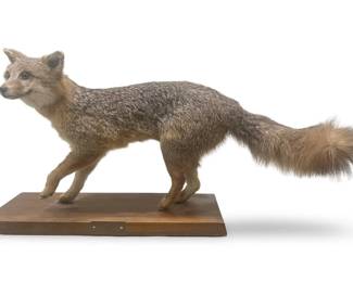 Small Full Body Mount Fox Taxidermy