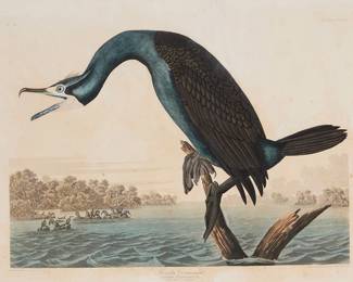 280 After John James Audubon (1785-1851) "Florida Cormorant," Plate CCLII from "The Birds of America, from Original Drawings by John James Audubon," by Robert Havell, 1835 Engraving with etching, aquatint, and hand-coloring on wove paper, watermark J Whatman / 1834, laid to white wove paper From the original edition engraved and printed by Robert Havell, London, England, between 1827 and 1838 With the artist's, engraver's, printer's, and publisher's names, as well as the title and date, all engraved in the plate below the image, and the plate and series numbers engraved in the upper right and left corners of the plate, respectively Sheet: 24 3/4 x 33 3/8 in. (irreg.) Estimate: $400 - $600