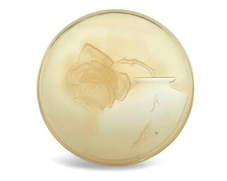 249 René Lalique (1860-1945) An "Une Rose" yellow opalescent glass box, 1921 Edition: 30/50 On a later fabric-lined stand Acid-etched: R. LALIQUE / No 30 Height 1 7/8 in., diameter 10 1/8 in. Estimate: $2,000 - $3,000