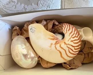 Large sea shells