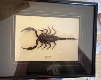 Framed scorpion