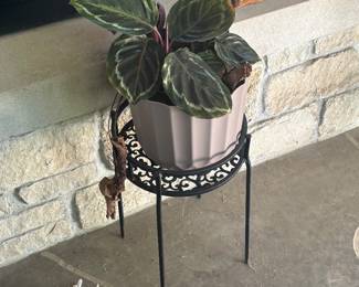 PLANT