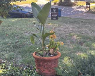 PLANT