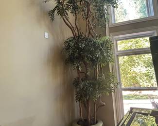 LARGE TREE IN POT