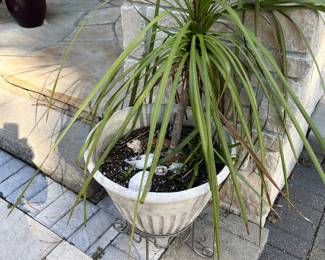 PLANT